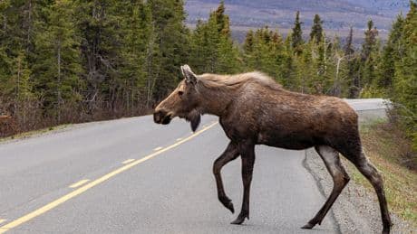 Driver Dies After Hitting a Moose Near Denali National Park in Alaska