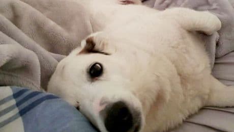 'I can't sleep after savage pitbull mauled my mum and killed her beloved dog'