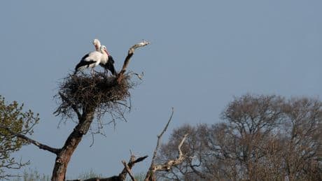 Conservationists celebrate as long-vanished bird returns to the UK