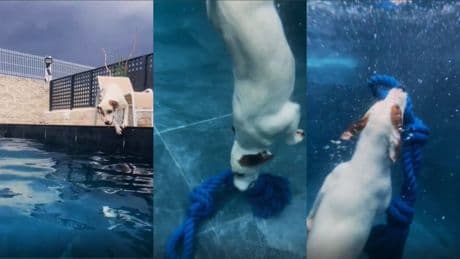 Manolo, el perro buceador de dos años que conquista las redes sociales