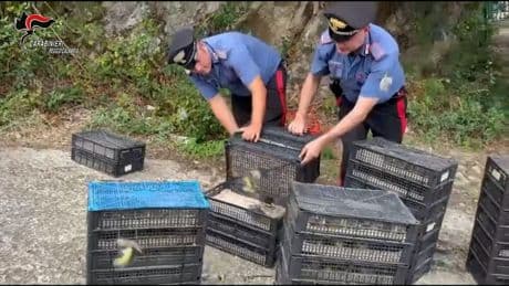 Über 2.000 Vögel: Illegaler Transport in Italien gestoppt