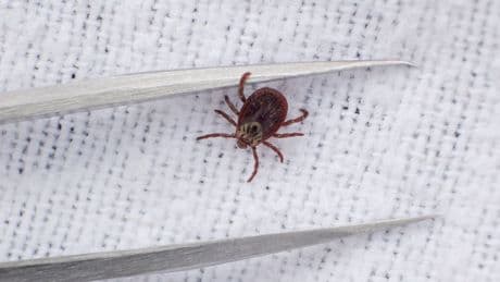 Gesundheit: Bereits 535 Borreliose‑Fälle in Sachsen - deutlicher Anstieg