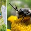 ‘In ons land blijkt de waarde van wilde bestuivers 250 miljoen euro per jaar te zijn’: Wim Veraghtert over de insectensterfte