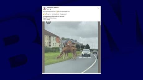 "Ce ne sont pas des lions!": des dromadaires aperçus en Seine-Maritime au milieu de la route
