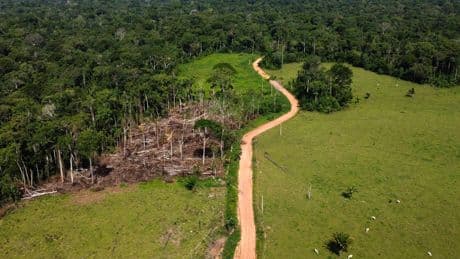 Removal of hundreds of illegal cattle in the Amazon sparks protests and divides residents