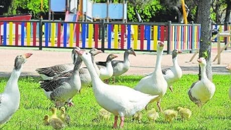 Un laboratorio confirma un foco de gripe aviar en Badajoz