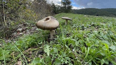 Mantar zehirlenmelerine karşı uyarı