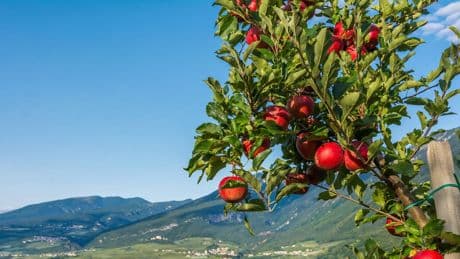 Mele trentine, via alla raccolta: la produzione cresce del 5% e si cercano 15mila stagionali