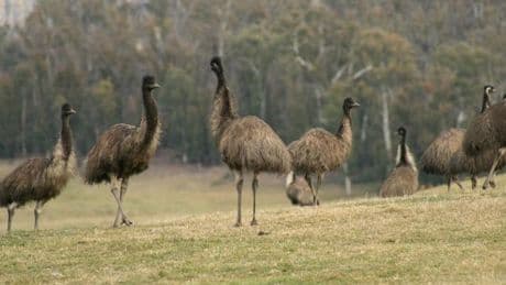 La guerre des Émeus : les Australiens face aux féroces guerriers à plumes