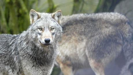50 000 euros par loup : le grand méchant coût pour la collectivité
