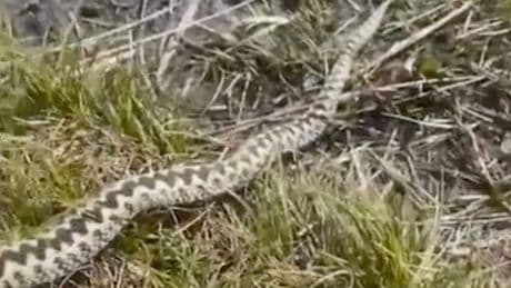 Horror moment walker spots 23 inch poisonous snake on UK mountain