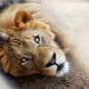 Owners of escaped pet lion arrested after it attacks three people