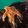 Massale sterfte onder zeesterren duurt al ruim tien jaar – eindelijk is de veroorzaker ontdekt