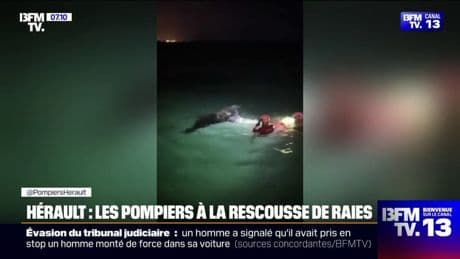 Hérault: les pompiers secourent deux raies sur la plage de Vias