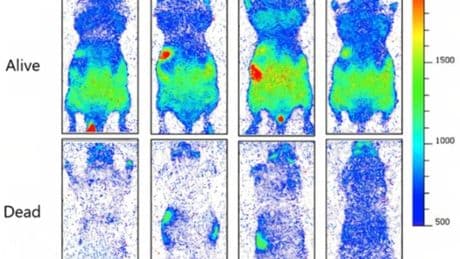 Humans ’emit mysterious light that disappears when we die’ – as scientists say we really do ‘glow’ with health