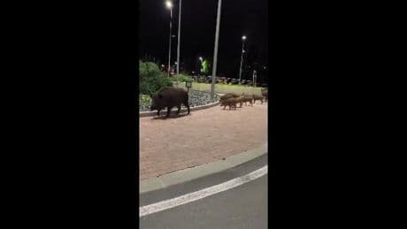 Imperia, famiglia di cinghiali per le vie del centro | Video