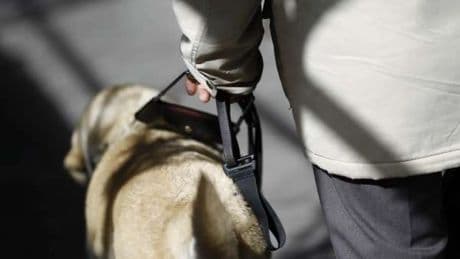 Las personas con discapacidad podrán acceder con sus perros de asistencia a todos los espacios públicos y privados de España