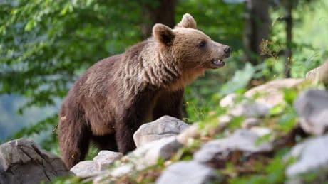 Woman fighting for life after bear attack just miles from European capital