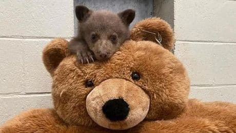 Schattige beelden: babybeertje leert hoe het wild moet zijn van mensen in berenpakken