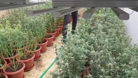 Villalara sera kurup kenevir yetiştiren 3 şüpheli tutuklandı