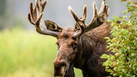 You need 'eyes of a sniper' to spot moose hiding in grass in 30 seconds