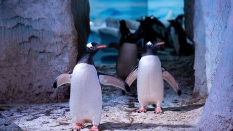 Legoland-owner Merlin shelves sale of Sea Life venues