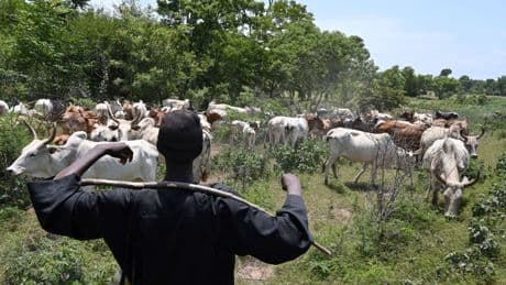 Sahel : comment les djihadistes se financent sur le trafic de bétail