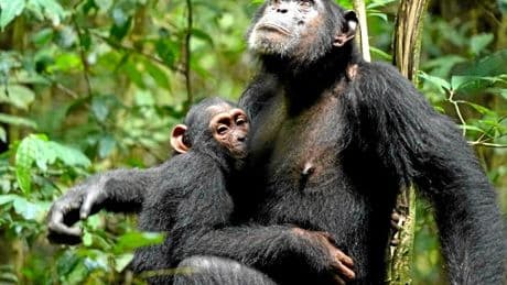 Les chimpanzés sont-ils de meilleurs parents que nous ?