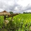Natur: Pilzsammler aufgepasst: Regen bringt Boom - und Giftiges