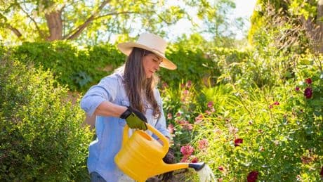 The best time of day to water garden plants isn't during the evening, expert says
