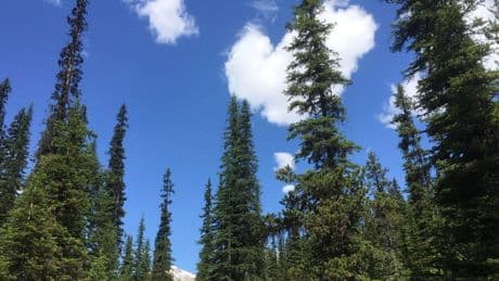 Unproductive Alberta farmland to be converted back to forest