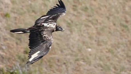 La mort mystérieuse du gypaète barbu Rei del Causse, un grand explorateur à l’histoire singulière