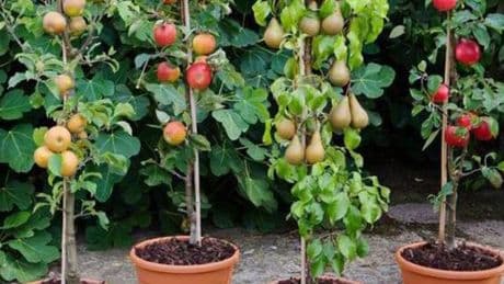 Four-piece patio fruit tree collection gets price slashed from £60 to £10 in flash sale