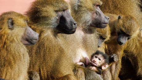 „Betriebliche Gründe“: Tiergarten Nürnberg heute geschlossen – Aktivisten erwarten Pavian-Tötung