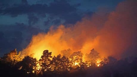 Waldbrände: Waldbrand in Thale im Harz gelöscht