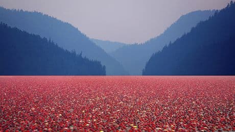 Echtes Superfood: Diese Beeren enthalten Vitamine, Mineralien und Ballaststoffe