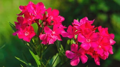 Oleander im Topf: Wichtige Tipps für Pflege und Standort