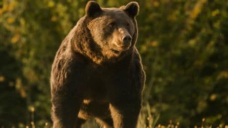 La Roumanie annonce une forte hausse du nombre d’ours