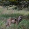 Gelderland wil wolf laten afschieten die hardloopster beet. Kan dat zomaar?