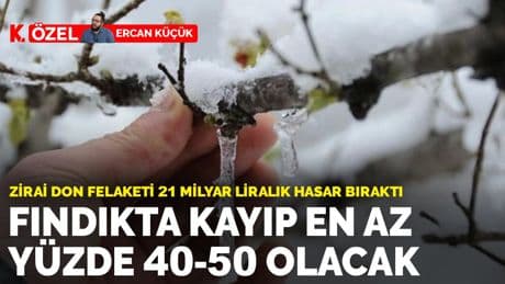 Fındıkta kayıp en az yüzde 40-50 olacak