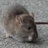 Riverside rats 'enjoying five star all-inclusive holiday'