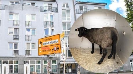 Blutiger Horror in Köpenick: Wie ein Wohnhaus in Verruf geriet