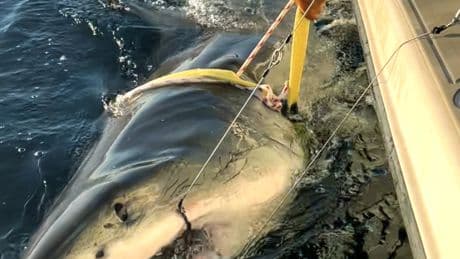 Contender, largest great white shark tagged in Atlantic, spotted off Nantucket