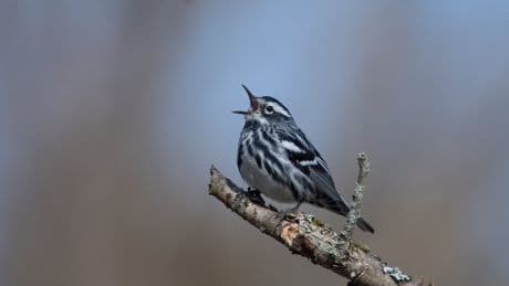 How to turn down the volume and protect wildlife in your yard and garden
