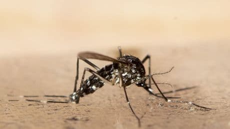 Chikungunya-Virus breitet sich weiter in China aus