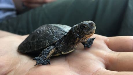 By removing invasive bullfrogs, scientists help Yosemite's native turtles recover