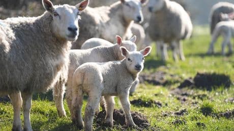 Probe begins after visitors to farm petting sessions suffer parasitic infection