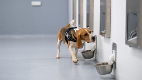 New home test can detect cancer — thanks to adorable puppies who sniff it out at lab