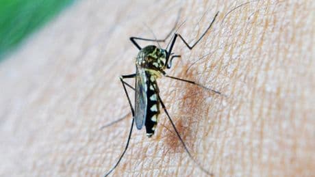 Alerta por la proliferación en España de mosquitos transmisores de enfermedades
