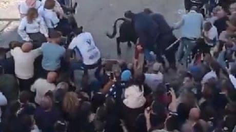Un toro siembra el pánico en Arcos de la Frontera (Cádiz): rompe el vallado de un encierro y embiste al público